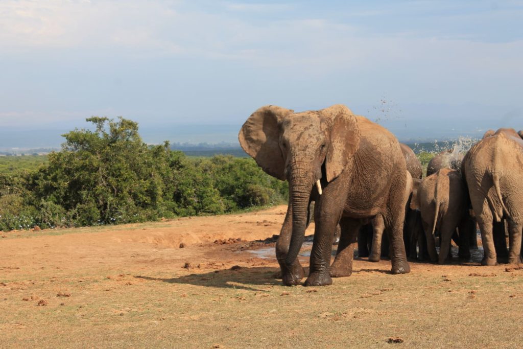 Addo Elephant Park | Südafrika Reisetipps: Reiseberichte, Routen, Tipps