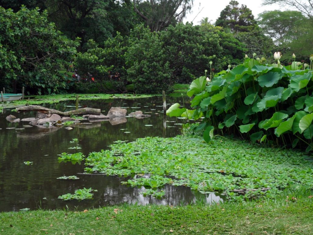 Botanischer Garten Durban | Südafrika Rundreise: Reisebericht, Reisetipps, Routen, Highlights, Reiseblog