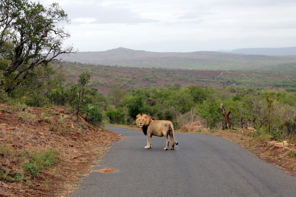 Löwe im Hluhluwe iMfolozi Park KwaZulu Natal | Südafrika Rundreise: Reisebericht, Reisetipps, Routen, Highlights, Reiseblog