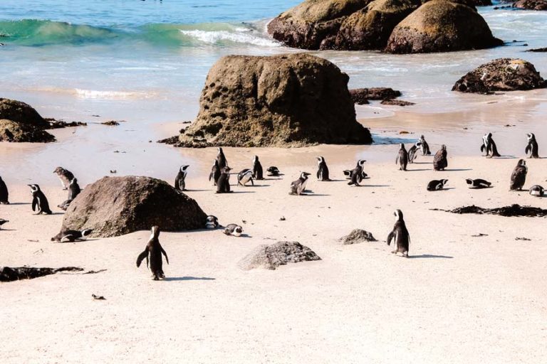 Pinguine am Boulders Beach in Simon's Town