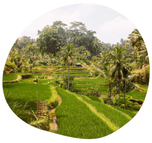 Reisterrassen auf Bali: 11 Highlights