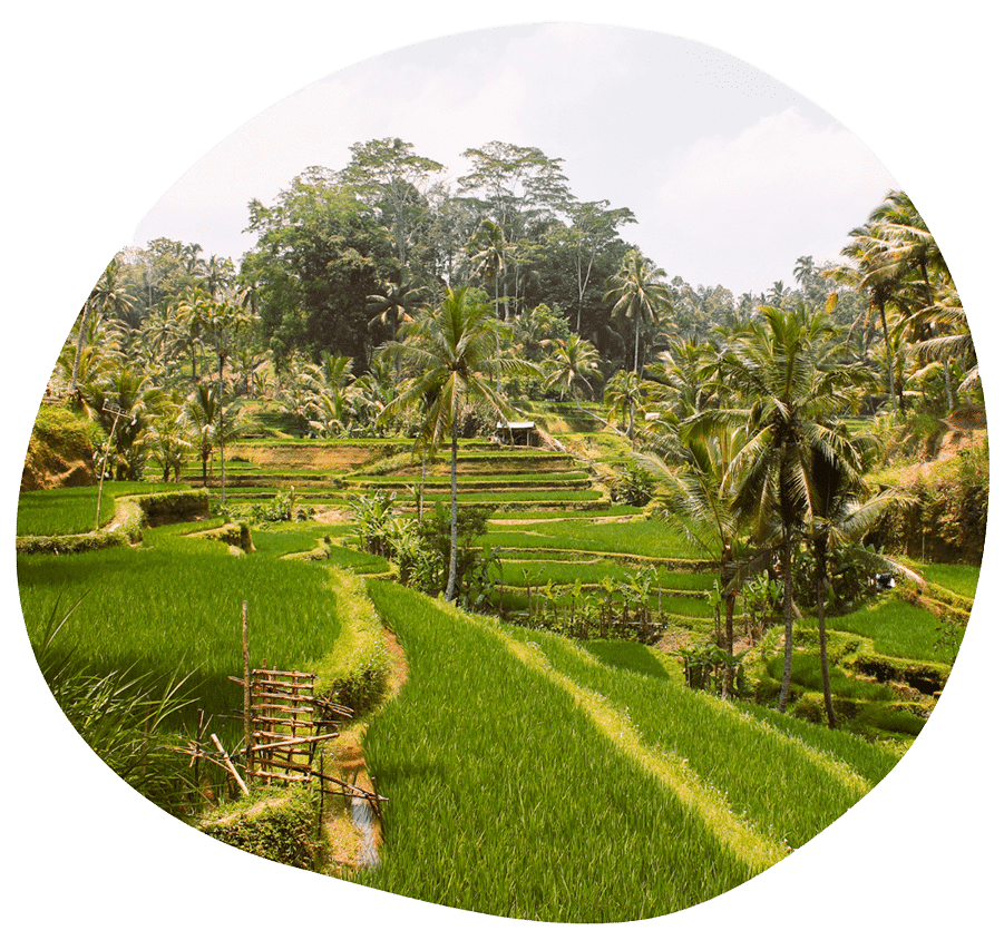 Reisterrassen auf Bali: 11 Highlights