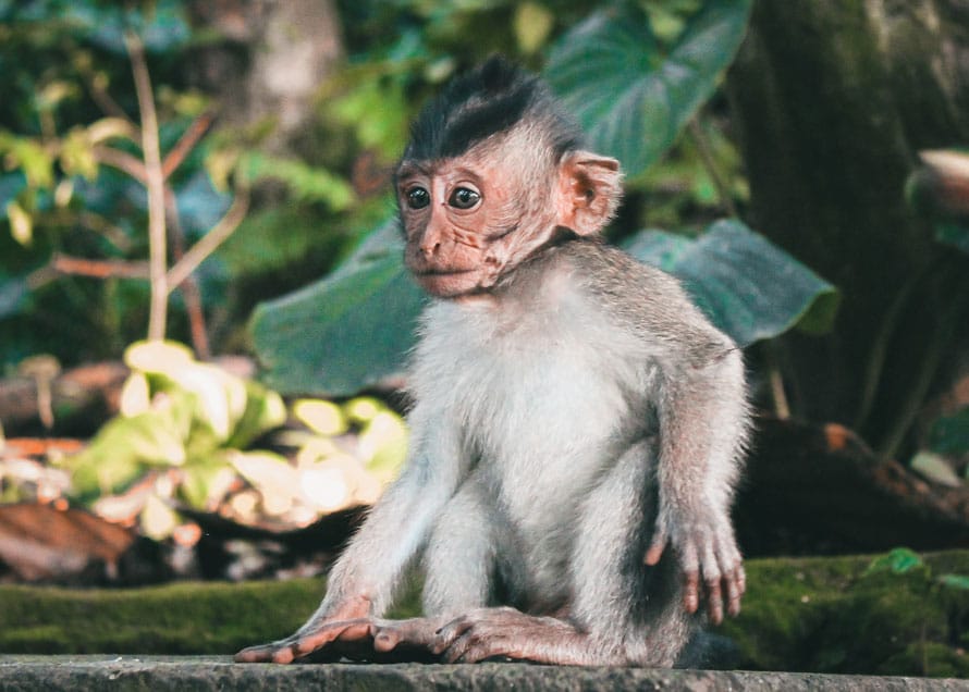 Sacred Monkey Forest: 11 Highlights rund um Ubud