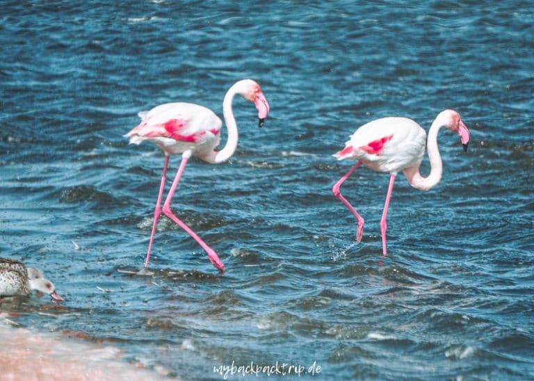 Flamingos Walvis Bay Namibia Rundreise