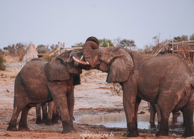 Botswana Elephant Sands