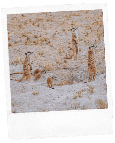 Botswana Erdmaennchen Polaroid