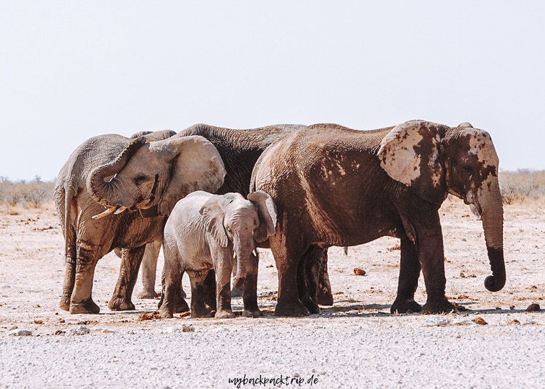 Etosha Nationalpark Namibia Reise Reisetipps Elefanten