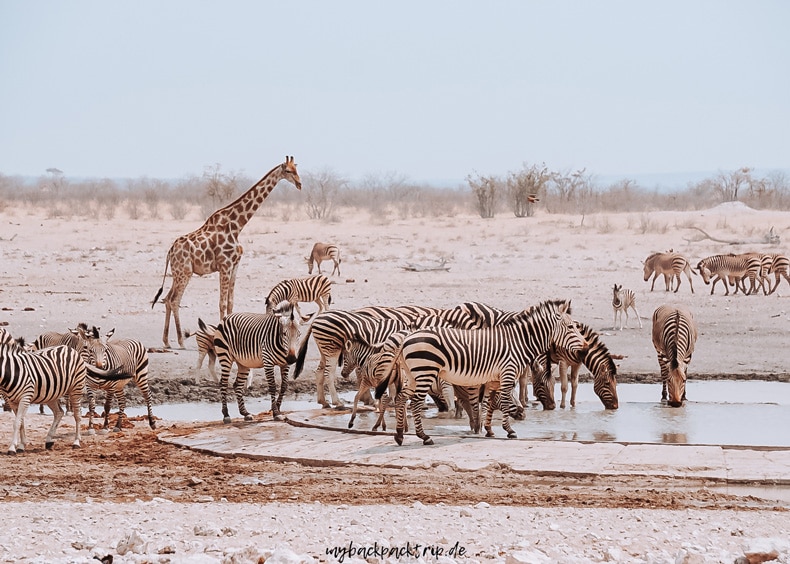 Etosha Nationalpark Namibia Reise Wasserloch Reisetipps