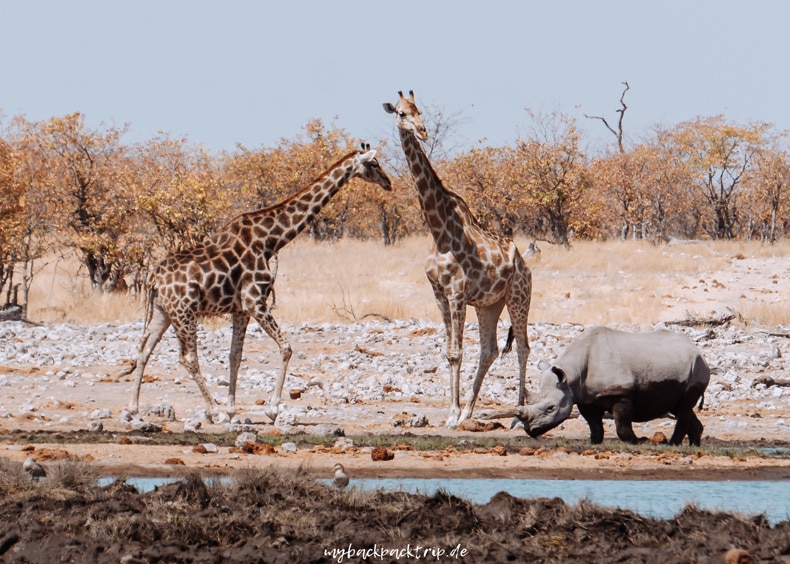 Etosha Nationalpark Namibia Reisetipps Rundreise
