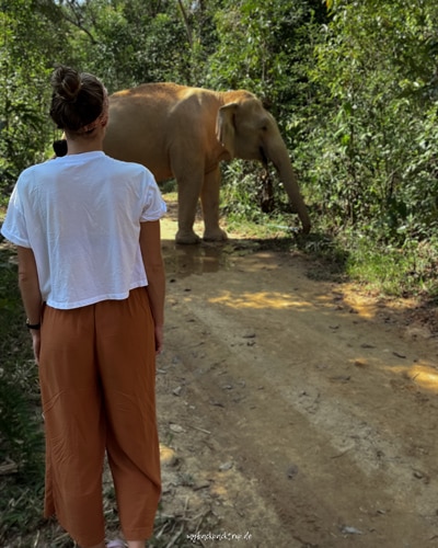 Chang Chill Elefanten Chiang Mai nachhaltig