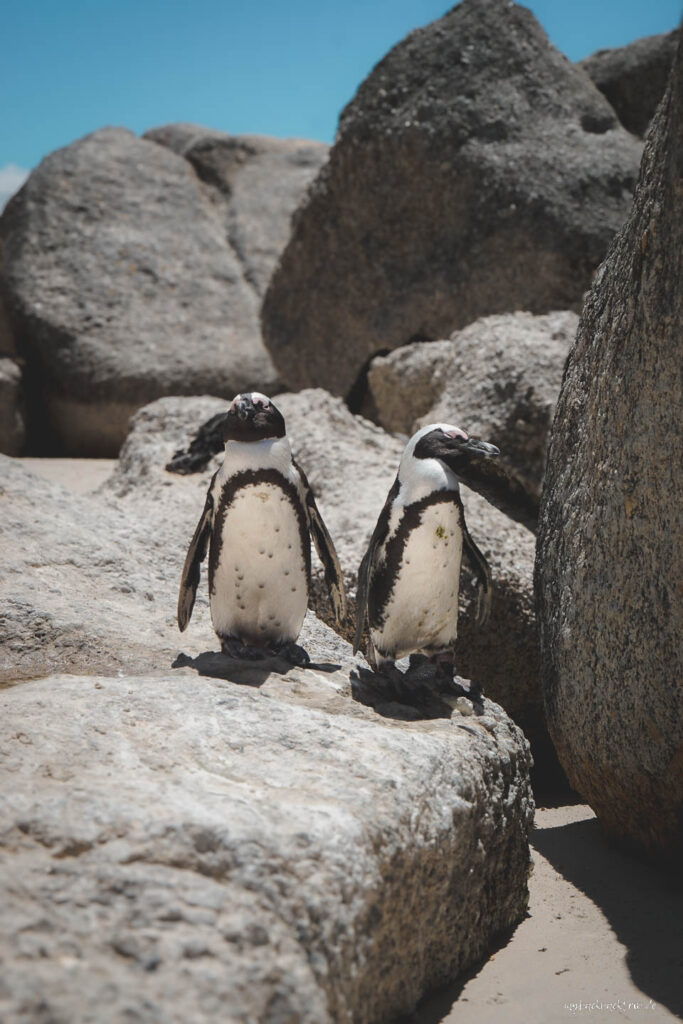 Boulders Beach Kapstadt