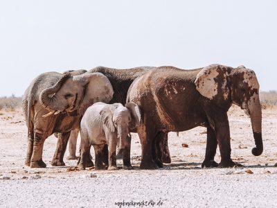 Etosha-Nationalpark-Namibia-Reise-Reisetipps-Elefanten