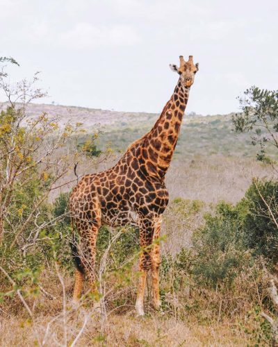 Krüger Nationalpark Südafrika - Reisetipps, Safaris,...
