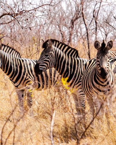 Krüger Nationalpark Südafrika - Reisetipps, Safaris,...
